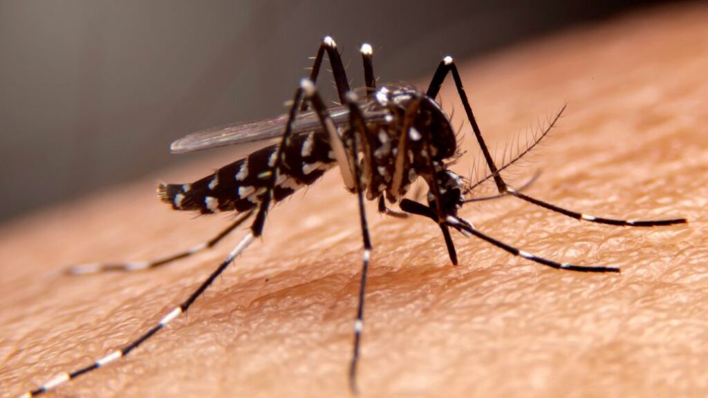 malaria prevention